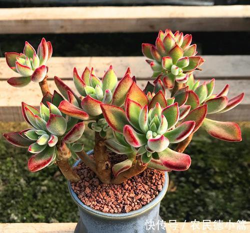 越长越|养花用盆有讲究,“富花”大盆栽,“穷花”挤一挤,越长越好看!