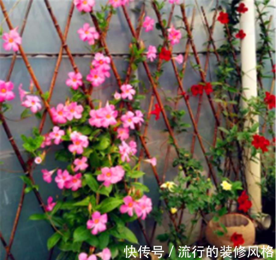 光照|8月专属开花机器飘香藤，学会5个小技巧，开花数百朵，香气迷人