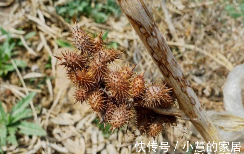 “美丽有毒”的植物，快来认识11种“毒花毒果”，不吃亏不上当