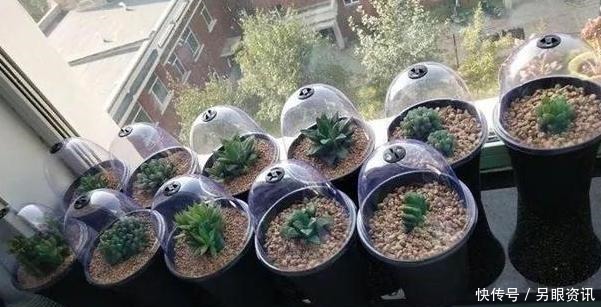 别再花钱买花盆了,将塑料瓶一处理栽花,比买来的更漂亮、独特