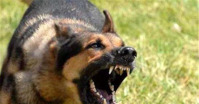 三国演义中#老祖宗的忠告:“喂狗别喂饱”是什么意思?其实后半句才是重点