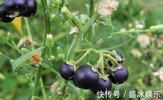 降血压|吃一粒顶8个大苹果，轻松防癌降三高，就连免疫力也增强了