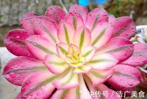 温度2℃到14℃多肉还能继续放在室外露养吗？可以，但要注意这几个要点