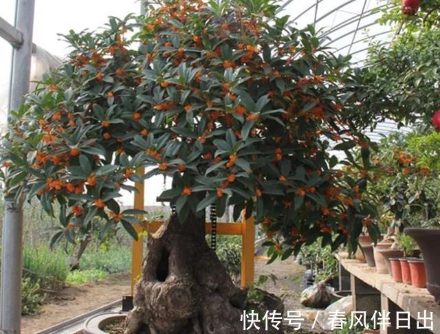 茶花|秋季养花的首选目标，这4款榜上有名，全赖漂亮又好养的优势