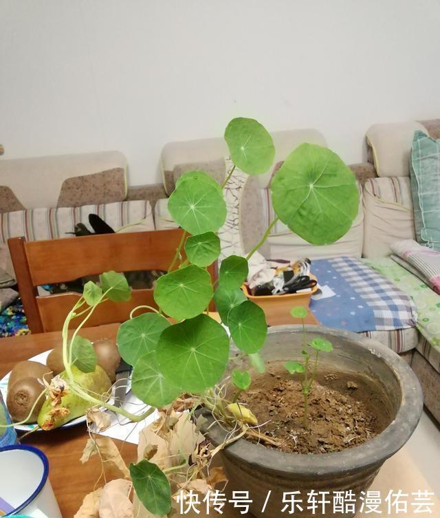 金丝荷叶花。不开花,看叶子也挺好看的