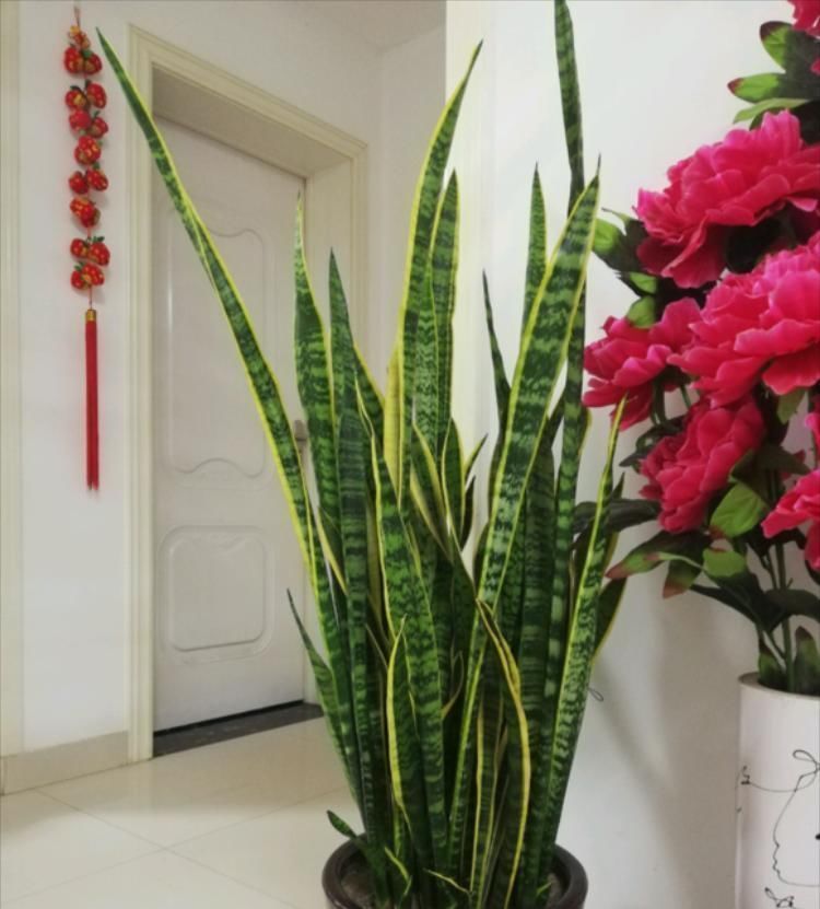 甲醛|三种花,放在室内养高端大气上档次,关键是还吸甲醛,尽量养一盆