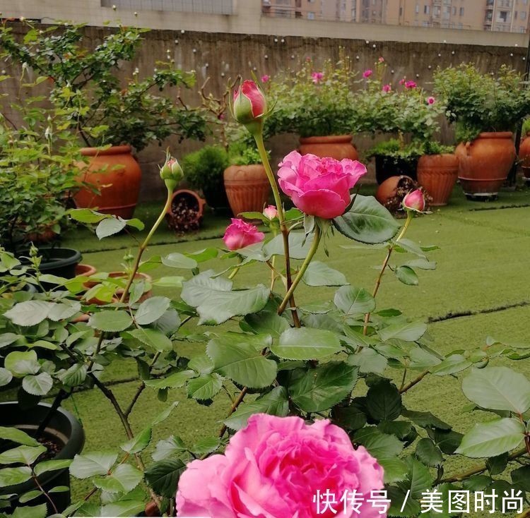 菜地|2年前买了个300㎡的露台，打造成屋顶花园，过上了田园生活