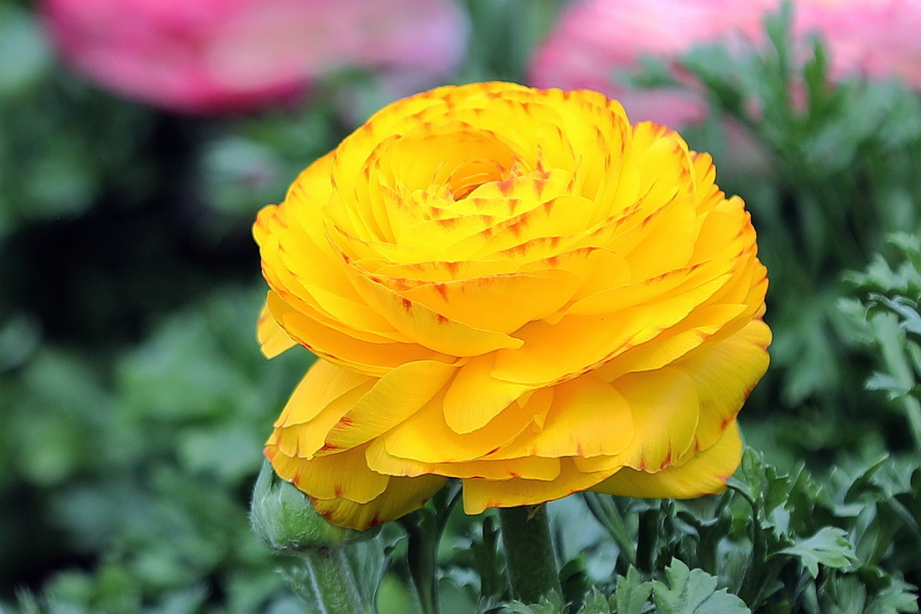 高贵|此花玲珑秀美,优雅动人,给人一种迷人的感觉,象征着典雅和高贵