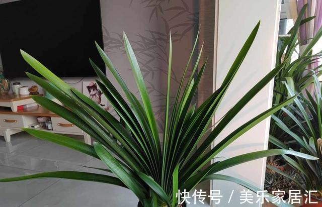 陶粒|君子兰翻盆,土里扔一把颗粒,透气肥效好,花根不腐烂