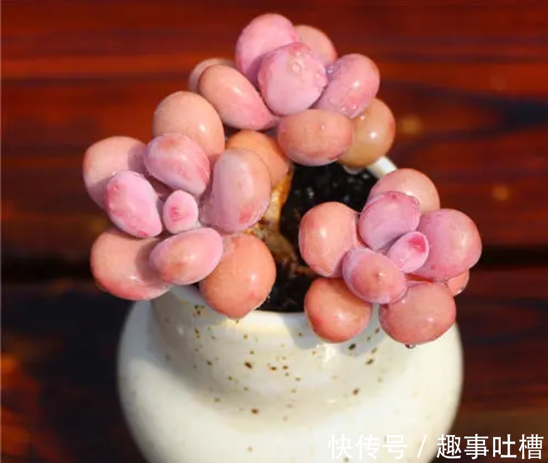 适合12月入手的8种多肉,冬天越晒越漂亮,养再多也不嫌弃