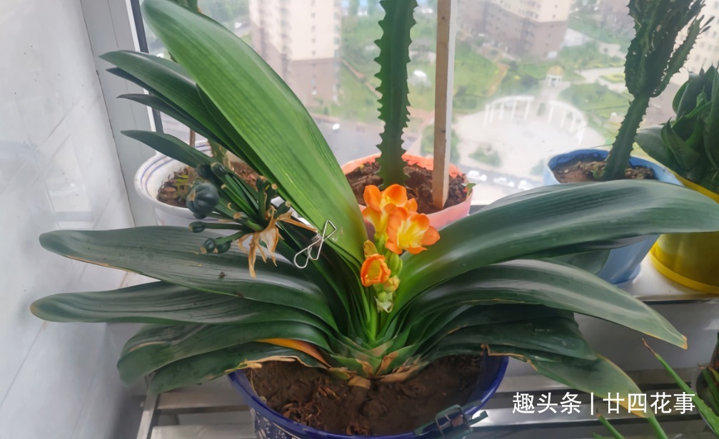 水肥|立秋之后,做好4件事,君子兰9月疯长,年底爆花