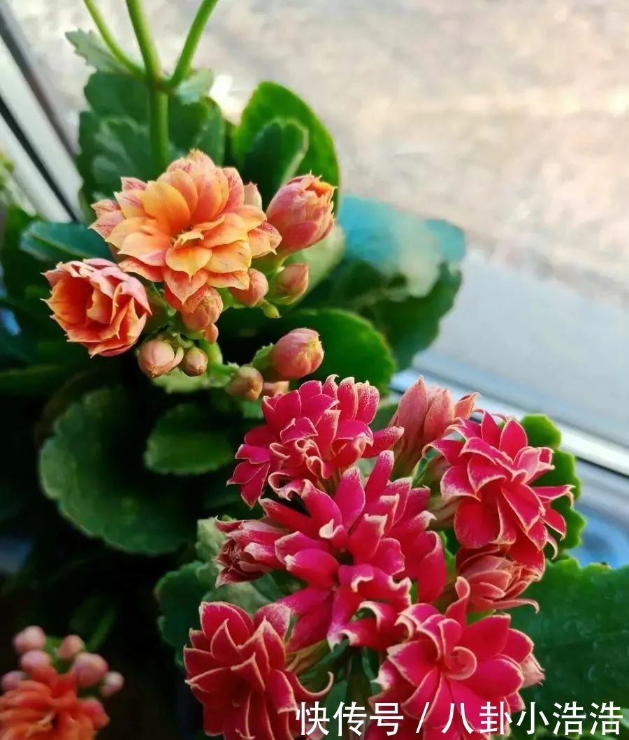 花期|45种长寿花,个个都是高颜值,家里养几盆,美得移不开眼