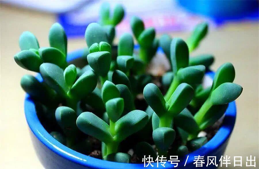 土团|养多肉植物鹿角海棠,日常打理抓住这4点,好养易活