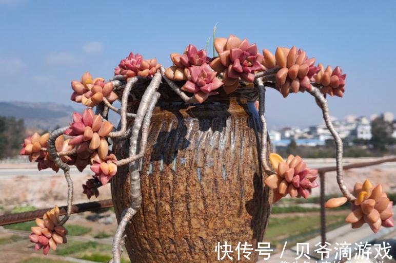 刚入坑的新手，不要错过这6款多肉，好养不说，冬天还能轻松变美