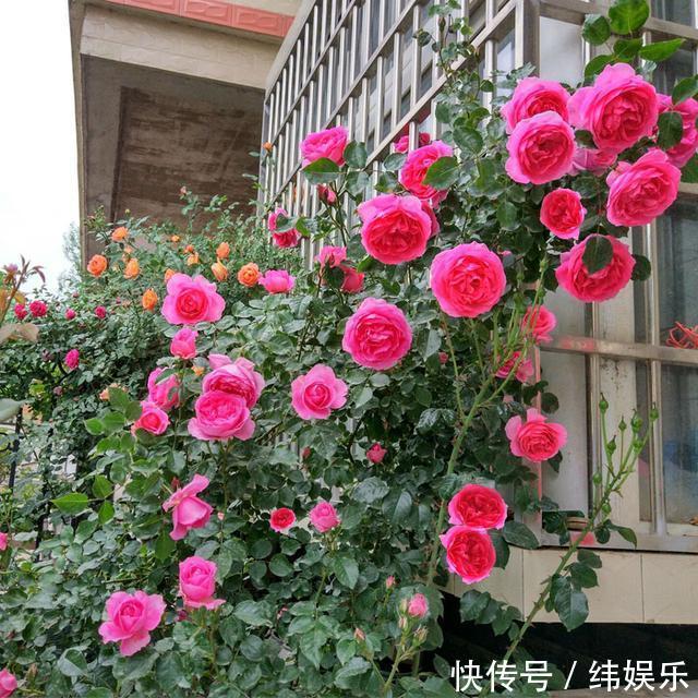 邻居家月季开花300天,做好以下3点,花又大又鲜艳,有水就爆盆!