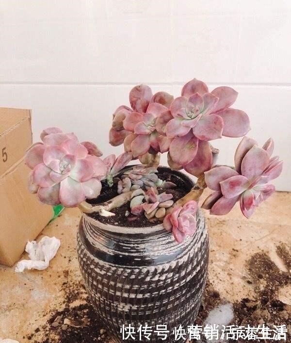 花花|3种花不能养老桩,开花越来越少,最后只剩光杆!