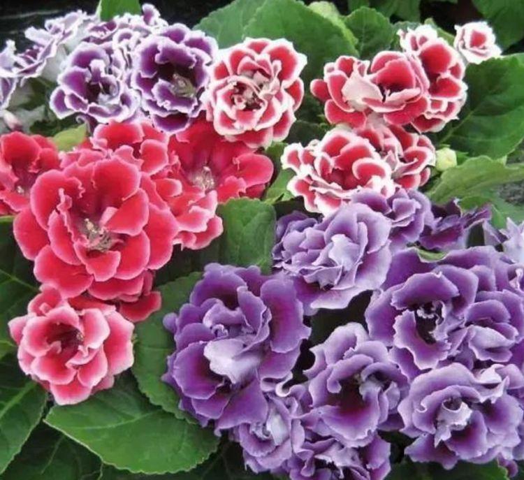 超好养的几种花，吸收甲醛的能力超强，叶子油绿