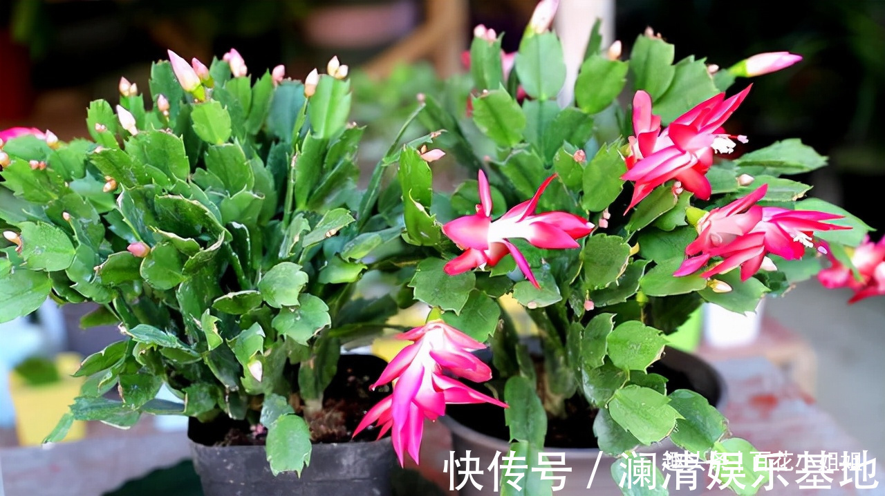 夜晚能够“制氧”的5种花,卧室小更要养一盆