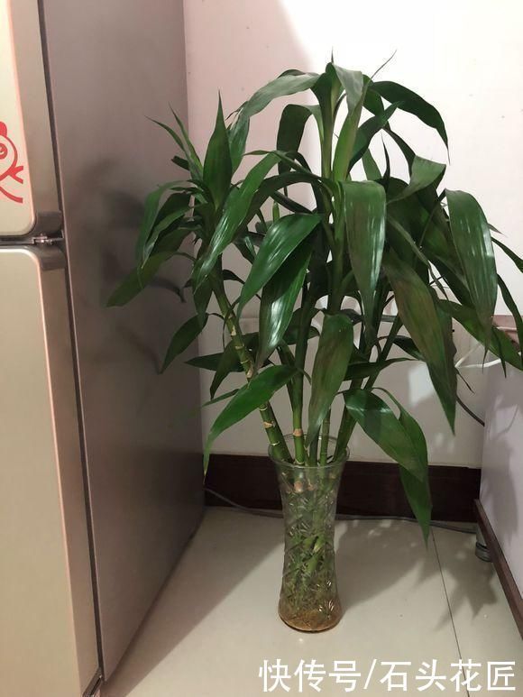枝干|富贵竹越长越像“烧火棍”，叶子少、还发黄，教你3招解决