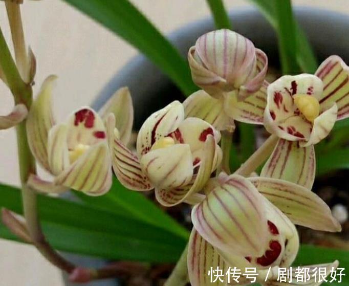 花朵|首次养兰花,推荐你养棵金荷,皮实好养香味清新,多季节有花赏