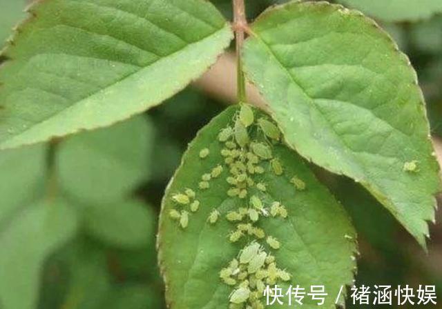 月季、茉莉花有蚜虫用上“3个技巧”,统统都消灭,太实用!