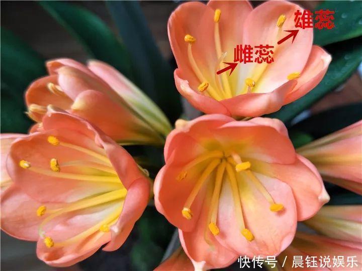 3种花不用“扦插”,花开完等俩月,半年变成“养花大户”!