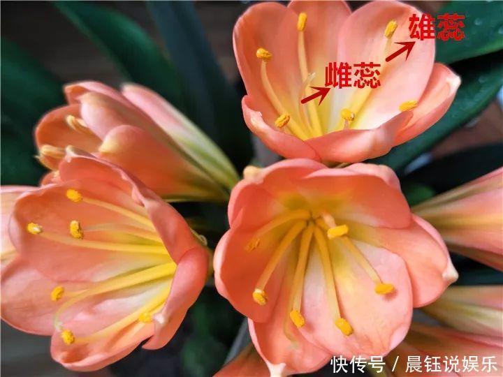 3种花不用“扦插”，花开完等俩月，半年变成“养花大户”！