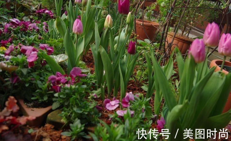 小院|荒废多年的80㎡小院,2年半时间打造成下沉式花园,太漂亮了!