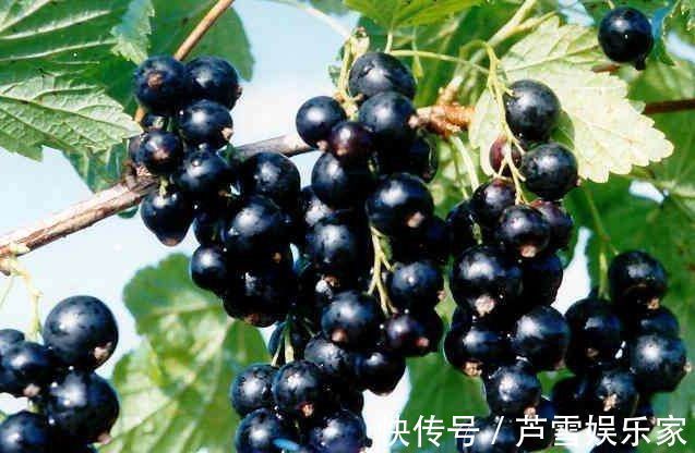 食物|聪明人都在吃四种食物,美容养生、延缓衰老,早吃早好!