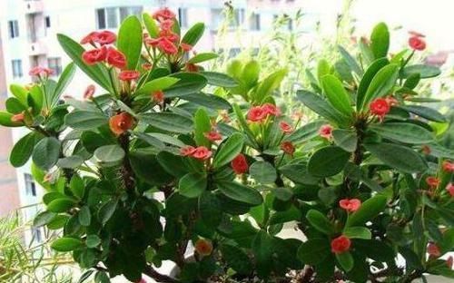 寿命|此种花卉寿命忒长,养护多注意5点,每一株都能活上30多年