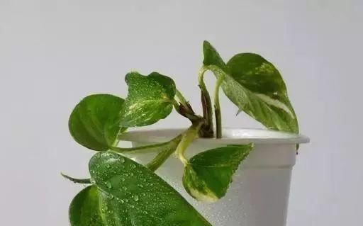 养花要心狠,特别是此5种花,剪得越狠长得更好,株型繁茂