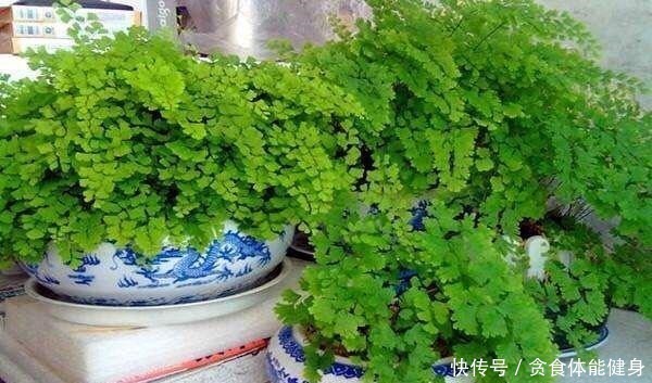 散光|7种“耐阴花”,家中光照不足,照样生长茁壮,枝叶茂盛,长爆盆!
