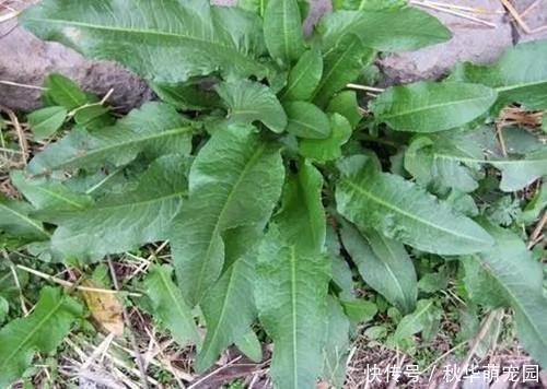 农村这野草,形似菠菜,不可食用,却不知根是个稀罕物