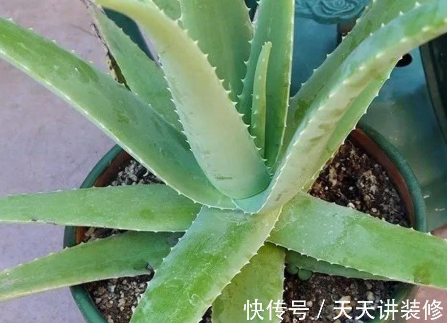 气温突降,盆栽芦荟该注意这些事项,不然茎叶全化水