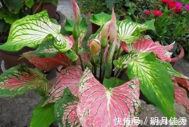 植物|阳台养花,不妨养这4款植物,比玫瑰漂亮100倍,花大多又艳