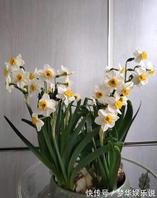 室内养花需谨慎,俗话说花旺人不旺,这些花趁早搬出室内!