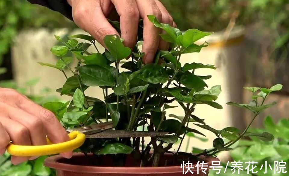 环境温度|家中温度“太低”,5种花要“干养”,才有利于安全越冬