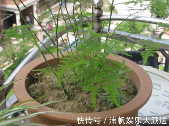 维生素c|家庭养文竹,用对这3样东西,根叶越长越旺盛繁茂