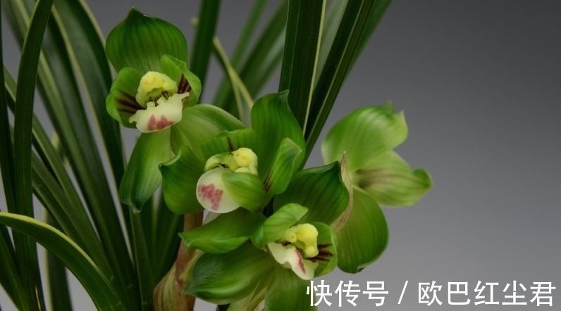 浇水|这款兰花有着“春兰皇后”之美誉,花型新奇,花苞浓香,易养活