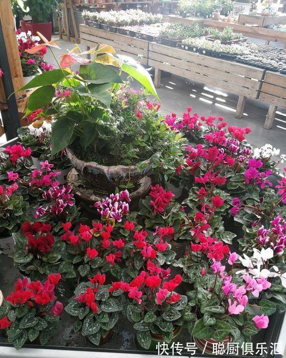 养花|逛花市的“小技巧”,低价花卉“随便淘”,大饱眼福又省钱
