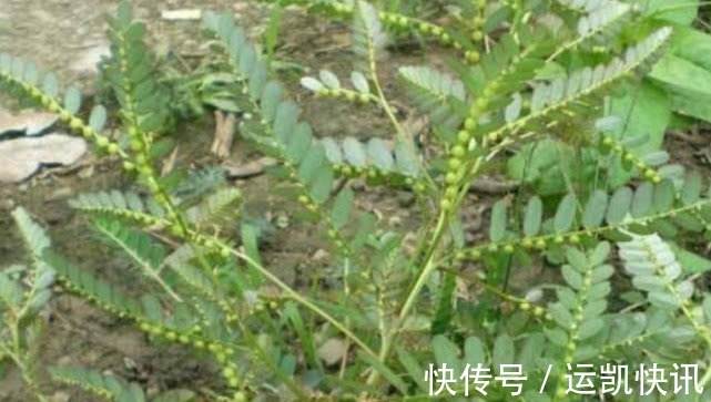 珍珠草|农村这植物叫“珍珠草”，石头缝中也能长，还是肝病“特效药”