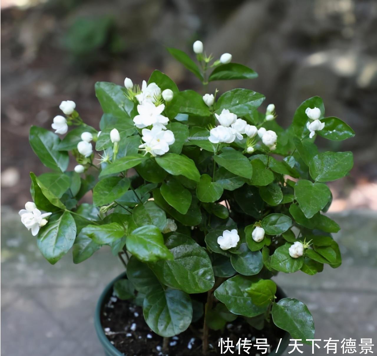 夏天|茉莉在夏天,预防3个错,黄叶不长个?浇点“铁水”就好了