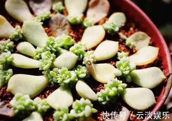 多肉叶插生根快,关键学会1个“旱”字,10天冒白根,个个能成活