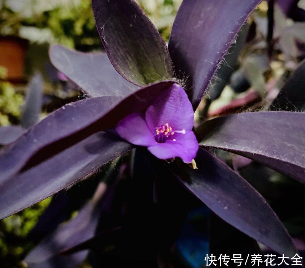 紫竹梅紫得高贵,忽略一件事,叶子变成“丑陋绿”,太难看