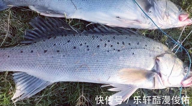江苏盐城出现天然“鲈鱼黑坑”,最大的二三十斤,网友适当索取