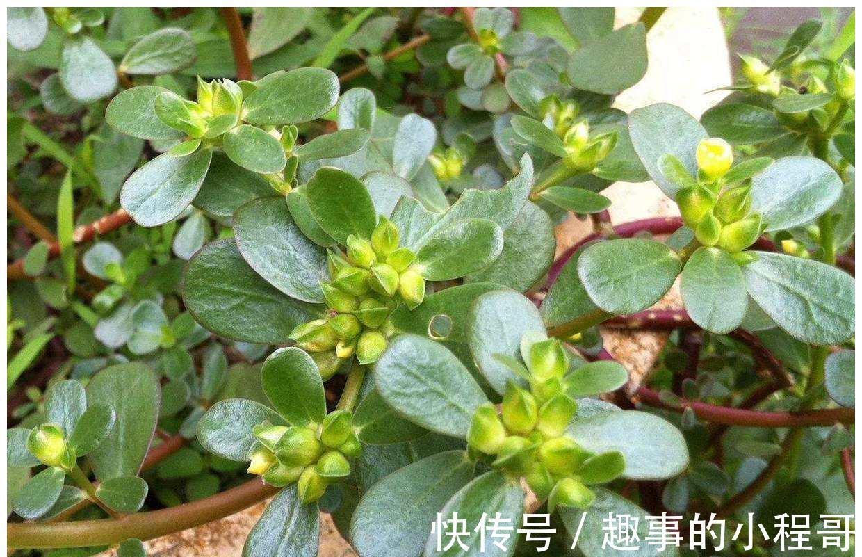 草本植物|农村7种野菜，在南方冬季可以采挖来吃，你都吃过几种？不要错过