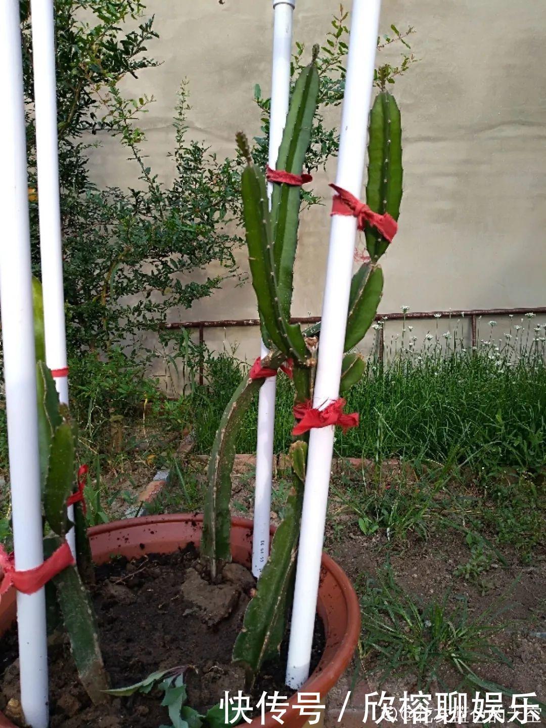 花花|大粗杆插土里,7天生根,当年结果压弯枝,不用买水果了!