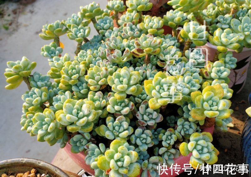 黛比|七款适合女生的多肉植物，便宜皮实好养护，易出状态颜值高