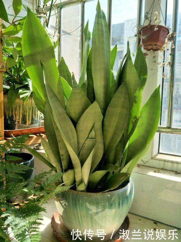 天热了,1壶水2片药,制成“药水”浇花,盆栽叶子绿、开花多