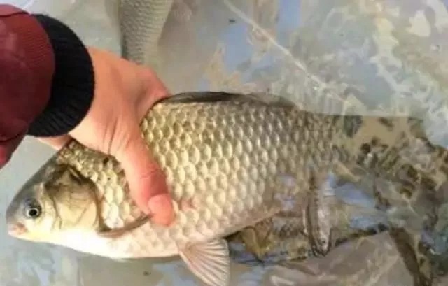 冷天时,别再傻傻封了竿,多用“这2种钓法”,鲫鱼那叫一个大!